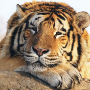 不吃兔纸的王蛇