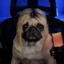 Avatar of player ЛЫZОК ZZК