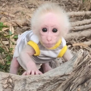 albino baby man