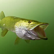 FranciszekJ | los szczupakos