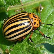 𝒯.𝒮. | ГейОрГий228