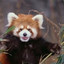 Red Panda_007