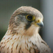 Falco Femoralis avatar