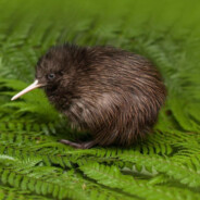 kiwi