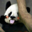 熊猫不熬夜