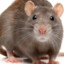 Homeless Rat