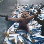 慢羊羊的后宫园