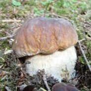 Borowik Bogumił skins.army