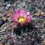 sclerocactus