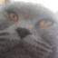 NiKO