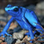 lil blue froggy