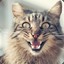 catu