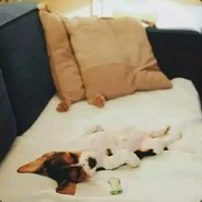 她的蝴蝶久经沙场