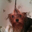 teacup yorkie