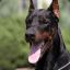 Dobermann