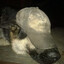 every dog has its day