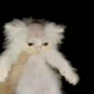 德州突破手秃头猫