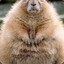 LoftyGroundhog