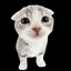 spoose