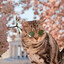 Князь Барсик