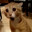 NyangCat
