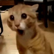 NyangCat