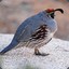 Lyingquail65