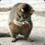 GeekyCubeCat