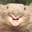 Sir Wombat