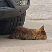 半夜趴国道吓半挂