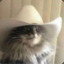 Texas cat (NO SOUND)