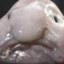 OddMrBlobfish