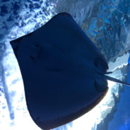 NG Aero                       *