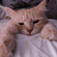 Cat on new pc