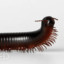 Millipede