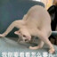 小飞机