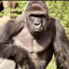 Harambe