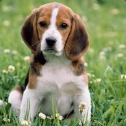 亚洲苟届精英-大波