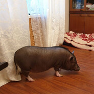 Денис хроносфера