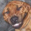 Perlaperro