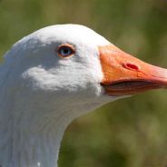 ooo A мЫ ʜ@ ){@  ){€