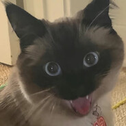 Kaziu ◕︎ ‿︎ ◕