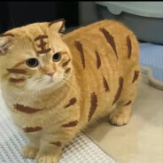 丫蛋丫蛋伱玛叫你回家