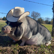 HEX: HOG COWBOY