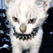 бустер головача