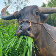 最猛の帅拐胖将军参上