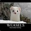 =XA= Weasel Jr.