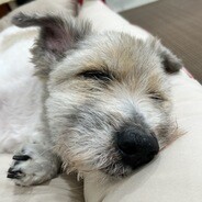 Eiw Mixed breed dogs