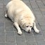 Obese Doggo