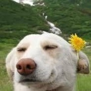 Chien heureux